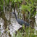 Little Blue Heron, Glossy Ibis 黑鷺