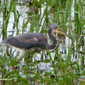 Tricolored Heron 三色鷺