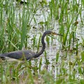 Tricolored Heron 三色鷺