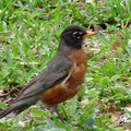 American Robin 旅鶇、知更鳥