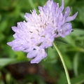 Aster family，花期4-7月，36吋高。
花徑1吋，藍色、深紅或白色，4-5瓣，外緣花朵大於內圍；葉長2寸。