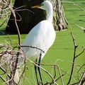 Snowy Egret 雪鷺