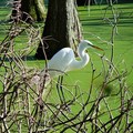 Snowy Egret 雪鷺