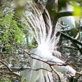 Snowy Egret 雪鷺