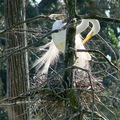 Snowy Egret 雪鷺