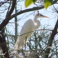 Snowy Egret 雪鷺