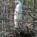 Snowy Egret 雪鷺