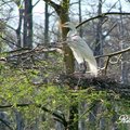 Snowy Egret 雪鷺