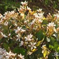 Indian Hawthorn 石斑木、尖梅花