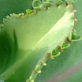 Mother of Thousands、Mother of Millions 蕾絲姑娘、子寶草