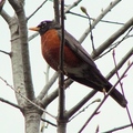 American Robin 旅鶇、知更鳥