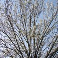 Bradford Pear 梨樹