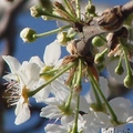 Bradford Pear 梨花