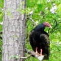 Turkey Buzzard, Turkey Vulture 紅頭美洲鷲