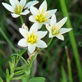 Lily Family, 全年開花。花瓣6瓣，花直徑1吋，葉長4-16吋，高6-22吋。