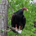 Turkey Buzzard, Turkey Vulture 紅頭美洲鷲