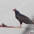 Turkey Buzzard, Turkey Vulture 紅頭美洲鷲