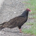 Turkey Buzzard, Turkey Vulture 紅頭美洲鷲