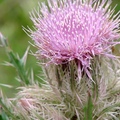 Aster Family, 花期4-7月, 二年或多年生草本，植高2-5呎，多刺。
花徑1 1/2 吋，放射狀，粉紅色或紫紅色，葉長達4-12吋。
