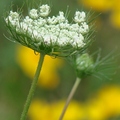 American wild carrot, Rattlesnake-Weed, Wild Carrot 野胡蘿蔔