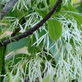 Chionanthus retusus 流蘇花