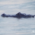 American Alligator 美洲鱷魚