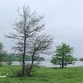 落羽杉 Bald Cypress