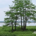 落羽杉 Bald Cypress