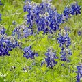 Bluebonnet, Buffalo clover, Texas lupine