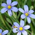 Iris family 庭菖蒲属的多年生草，有禾草状叶
花期5-9月，花瓣6瓣，花直徑1吋，葉長達9吋，高3 1/2-16吋。