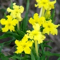 Borage family, 花期2-5月，花瓣5瓣，花直徑1 1/2吋，葉長4吋，高1呎。