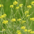 Mustard family, 花期2-6月，花朵由下往上開，可高達3呎。
花瓣4瓣，花直徑3/4吋，葉長1 1/8-8吋。
