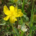 花期3-6月，花朵由下往上開，可高達40吋，但通常不高。
花瓣8-22瓣，金黃色，花直徑3/4-1 5/8吋，葉長1 1/2-9吋。