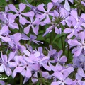 Phlox 福祿考