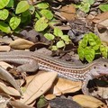 Formosan grass lizard 台灣草蜥