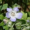 Waterleaf family, 花期3-5月，花瓣5瓣，花直徑1 3/8吋，葉長2-3吋，高2呎。