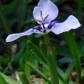 鳶尾科
花期3-5月，花瓣3瓣，花直徑2吋，葉長12吋，高1呎。