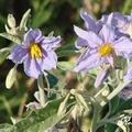 Nightshade Family, 花期3-11月，花瓣5瓣，花直徑3/4-1吋，葉長6吋，最高40吋。