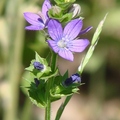藍鐘科
花期3-7月，花瓣5瓣，紫色或藍紫色，花直徑3/4吋，葉長1吋，高2呎。