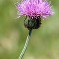 Aster Family
花期5-8月，花紫粉紅色，花直徑1 1/2-3 1/8吋，葉長2 1/2吋，高1 1/2-5呎。