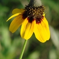 Clasping-Leaf Coneflower