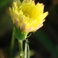 紫菀 (Aster)屬，花期2-6月, 一年生草本，植高8-24吋，
花徑1-2吋，花瓣繁多，葉片長8吋。
