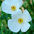 White Prickly Poppy 白薊罌粟