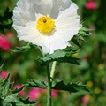 屬於罌粟花科，花期3-10月，一年生或兩年生草花，高達5呎。花直徑4吋，6瓣花瓣，葉長3-8吋。
