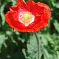 Poppy 罌粟花