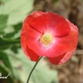 Poppy 罌粟花