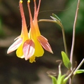 Crowfoot Family, 花期3-5月，花徑1吋、花長1 1/2吋，花瓣呈5裂，植高2呎。