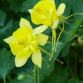 Crowfoot Family, 花期3-5月，花徑1 1/2吋、花長3 1/2吋，花瓣呈5裂，植高4呎。