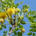 豆科，花期4-10月，花極小5瓣、有香味，30-60花群聚成球狀，葉片1/4吋長，8-18對葉對生，植高達6呎。