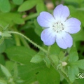 Waterleaf Family；花期3-5月, 一年生草本，植高達2呎。
花徑1 3/8吋，花瓣5瓣，藍或紫色，葉片長2 3/8-3 1/8吋。